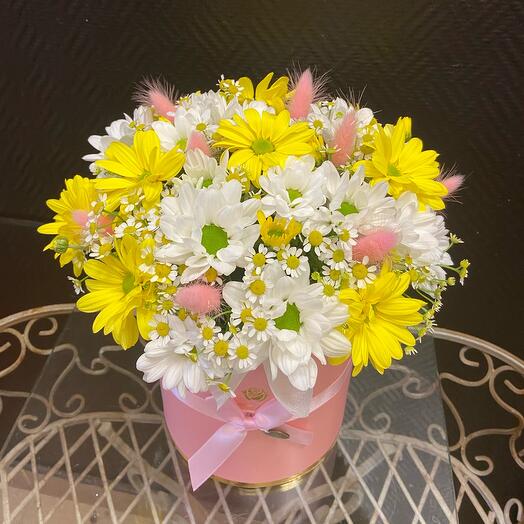 Daisies
