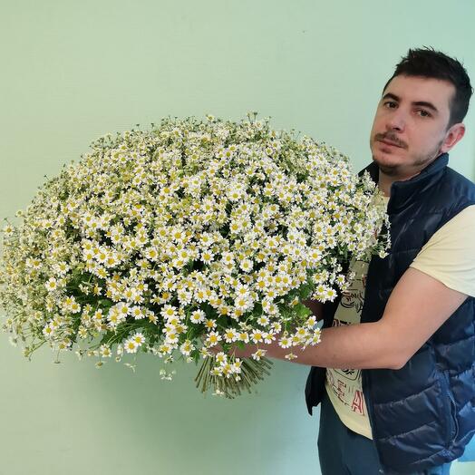 Букет из 101 кустовой ромашки