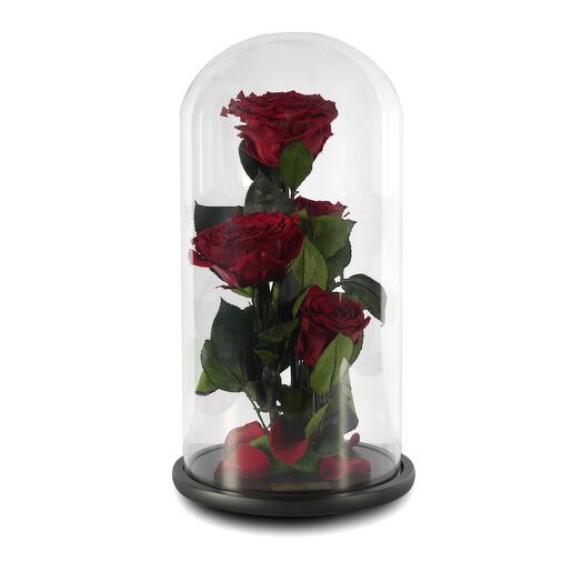 Dark Red Preserved Roses in a Glass Dome Quad