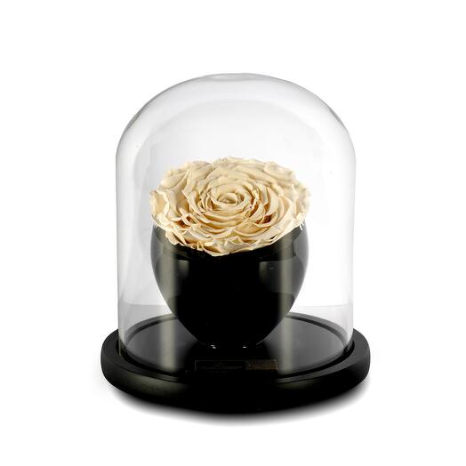 Champagne Preserved Roses in crystal vase Single