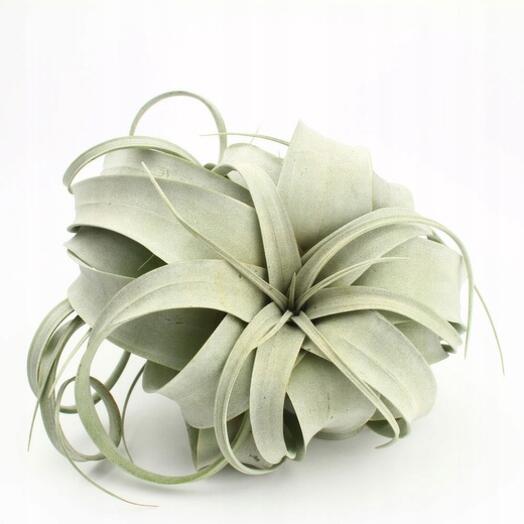 Тилландсия Ксерографика (лат. Tillandsia xerographica)