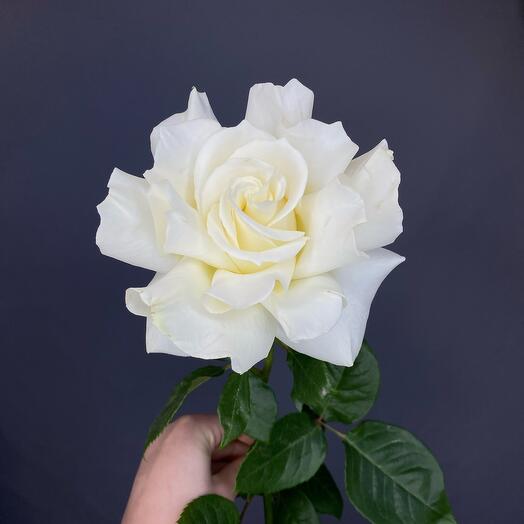 Французская Роза «White»