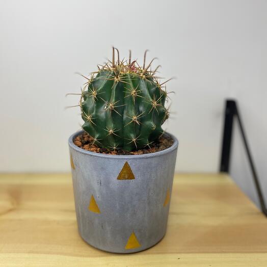 Кактус Эхино́псис 🌵