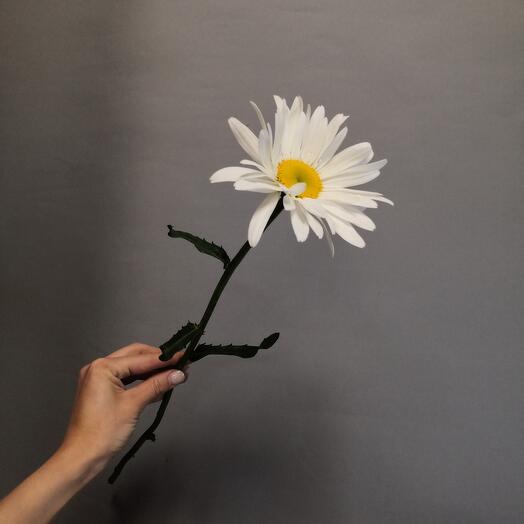 Chamomile