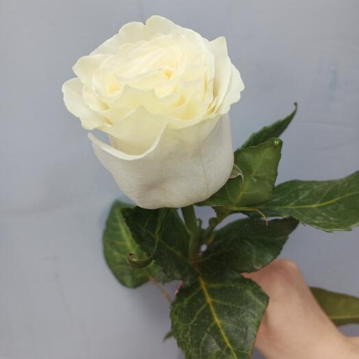 Rose Ecuador Mondial 70 cm