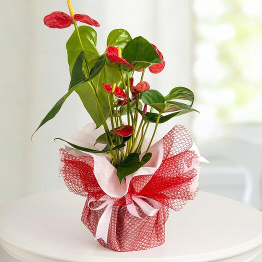 Anthurium