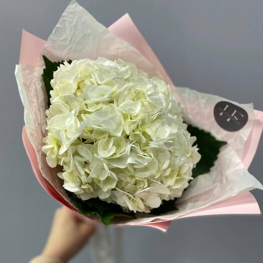 Hydrangea in a package