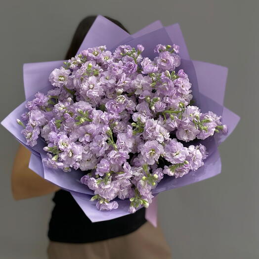 Lilac mattiola