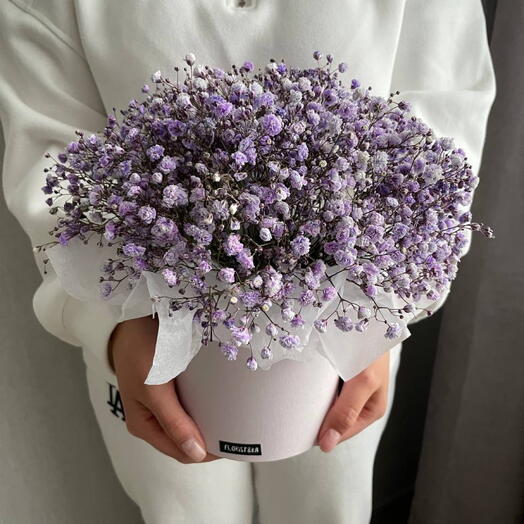 Gypsophila