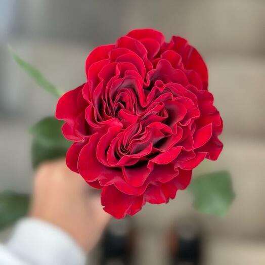 Пионовидная Роза Heart
