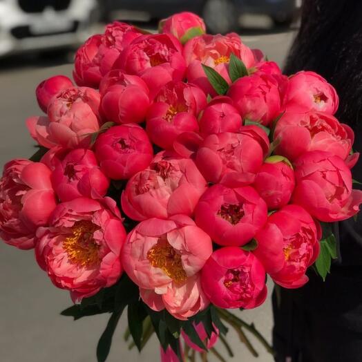 Пионы коралловые 25шт