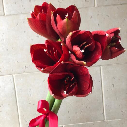 Амариллис красный