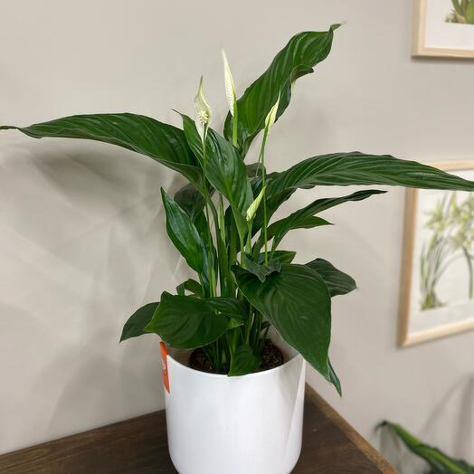 Спатифиллум