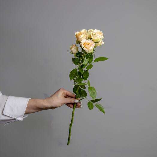 Bush rose 50 cm