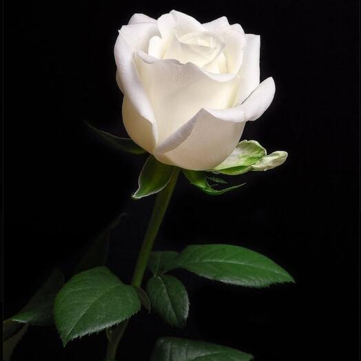 Белая роза 60см