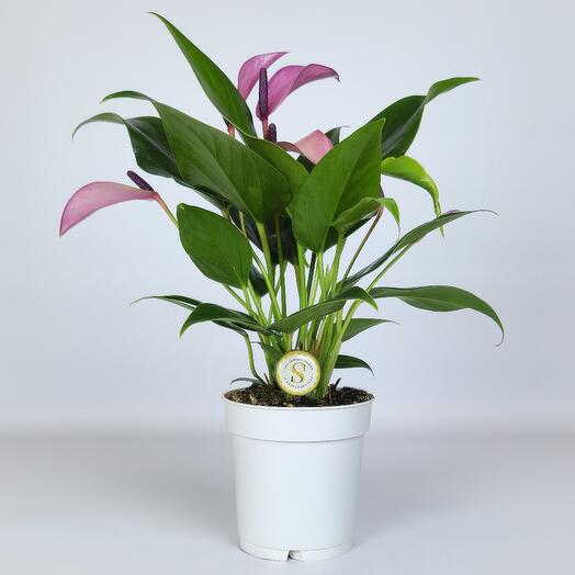 Anthurium Zizu, D-9