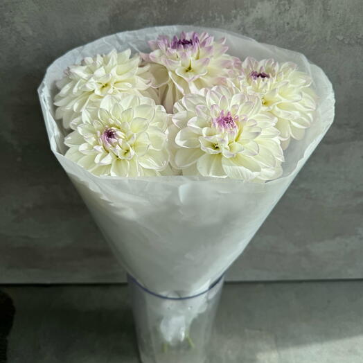 Георгины 5