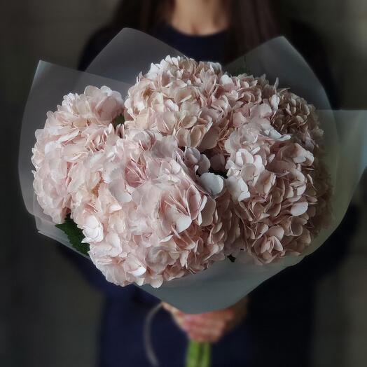 Гортензия Соло 5 (розовая) Hydrangea Solo 5 (pink)