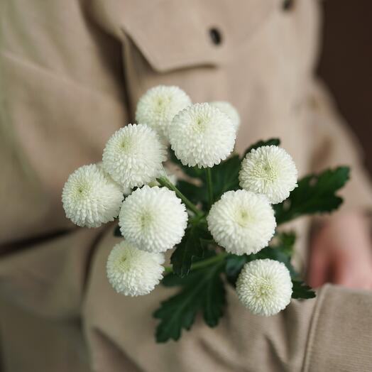 Chrysanthemum Newton