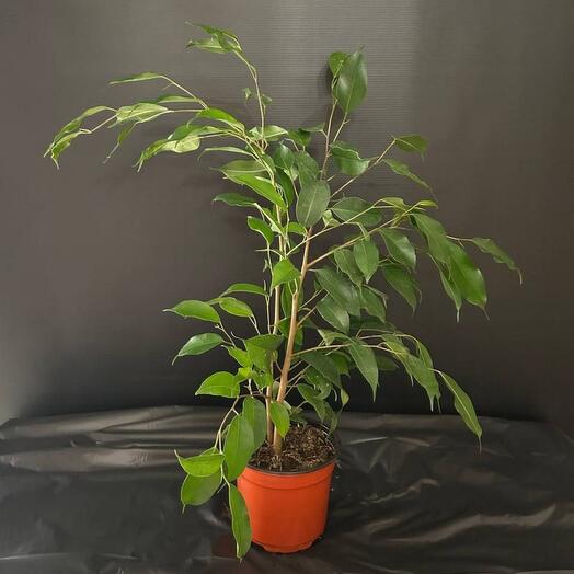 Комнатное растение "Фикус Бенджамина Даниэль"