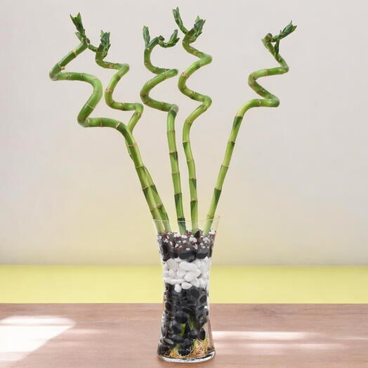 Elegant Spiral Lucky Bamboo in Decorative Glass Vase