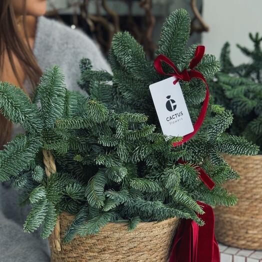 ECO корзина с нобилисом ( размер S)