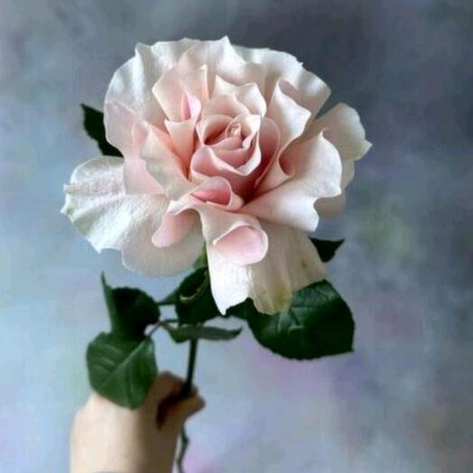 French rose 70