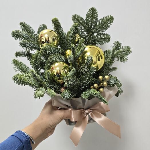 Новогодняя композиция из нобилиса XS