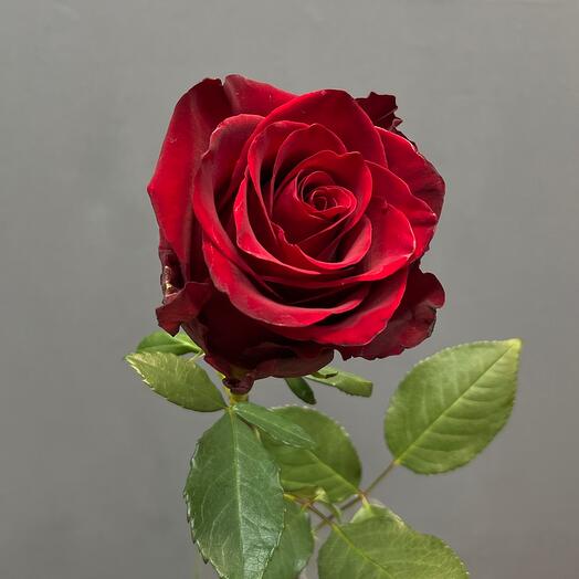 Explorer Rose