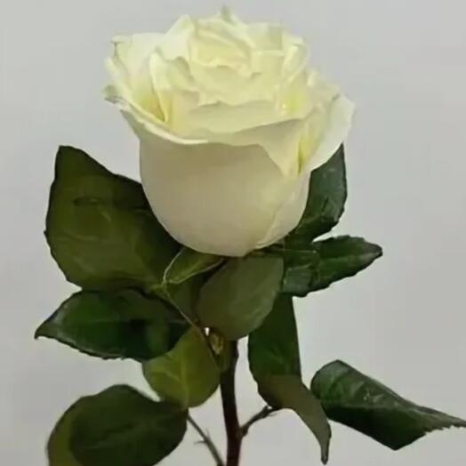 Роза белая Мондиаль