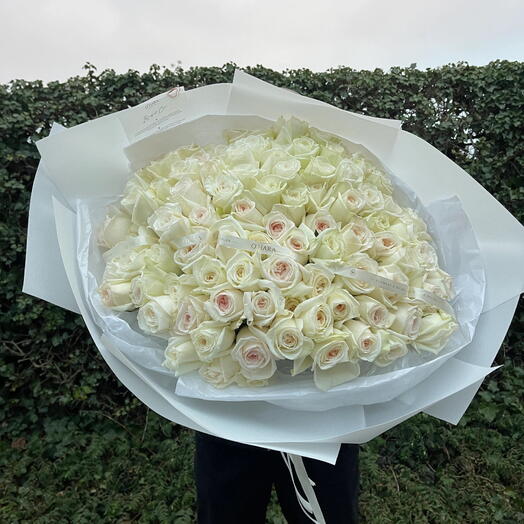 Wonderful Cream O Hara XL