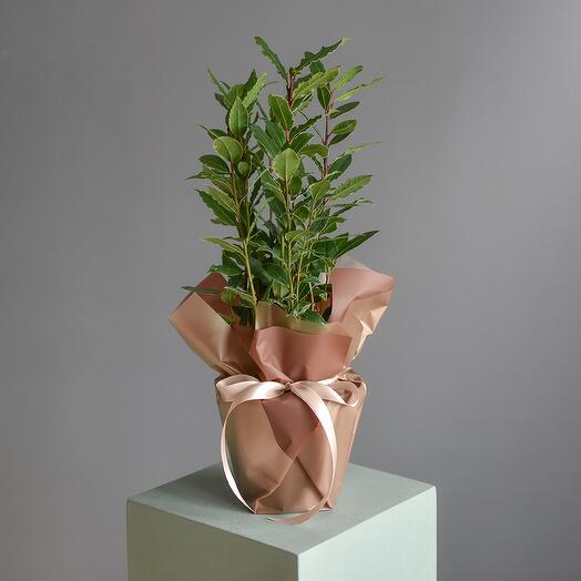 Лавр (живий лавровий лист) в горщику