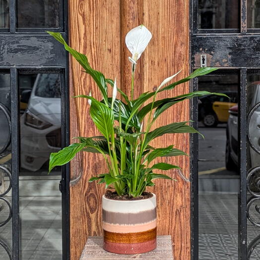 Spathiphyllum - El Lirio de la Paz