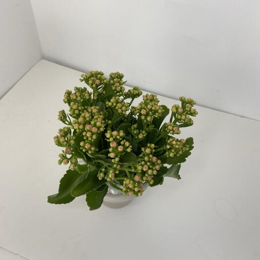 Indoor plant Kalanchoe blossfeldiana