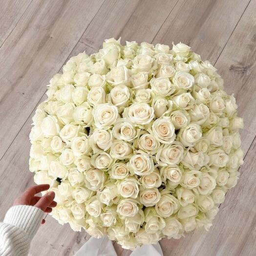 101 white roses