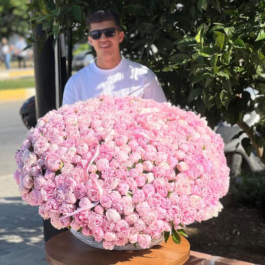 501 peony