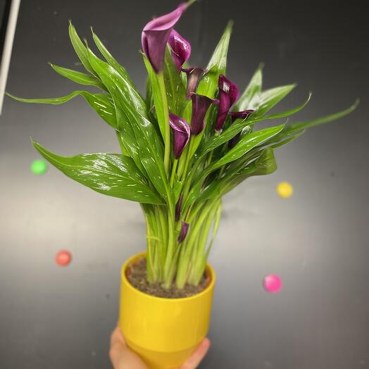 Lilly Calla Violets
