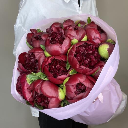 Пионы бордовые