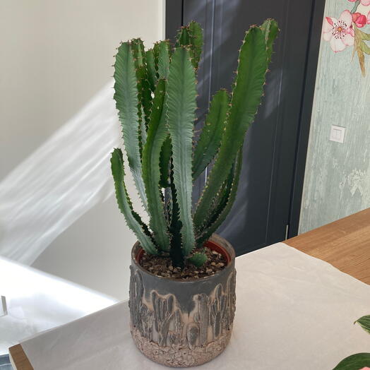 Euphorbia triangularis kaktus desenli beton saksıda