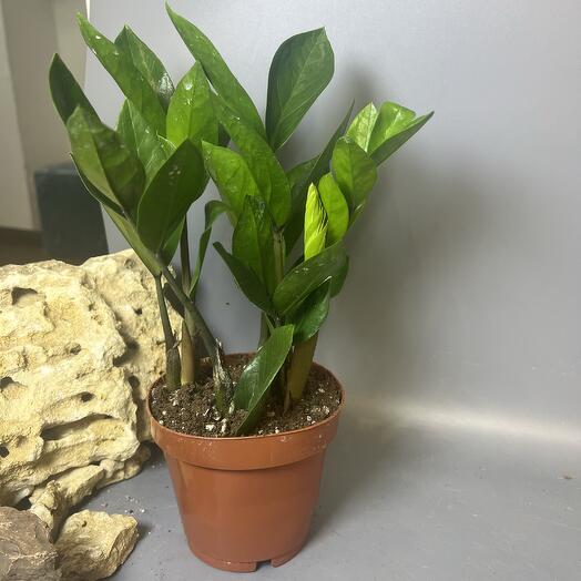 Комнатное растение неприхотливое замиакулькас