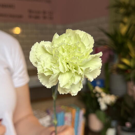 Зелена гвоздика