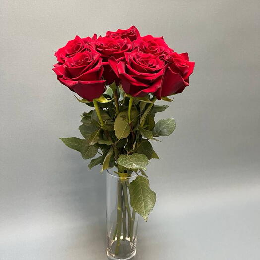 Розы Красные 7 штук под ленту 60 см Эксплорер