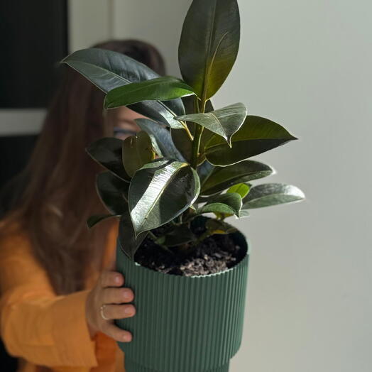 Фикус Мелани в кашпо