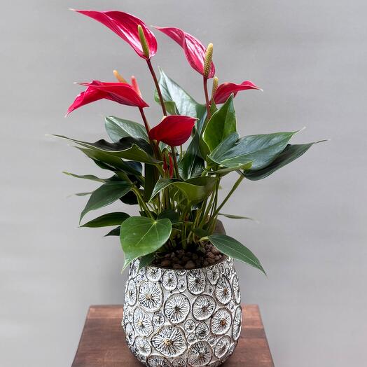 Антуриум в дизайнерском стильном керамическом кашпо