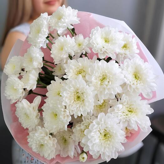 Хризантема WY