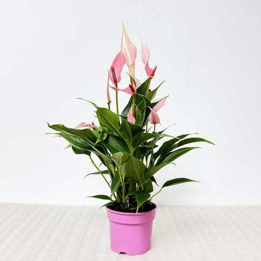 Антуриум Лили розовый в горшке, высота 30-35см