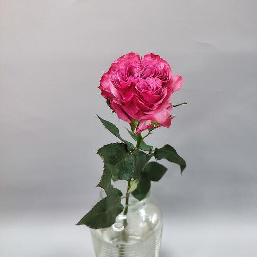 Пионовидная роза ягодного оттенка