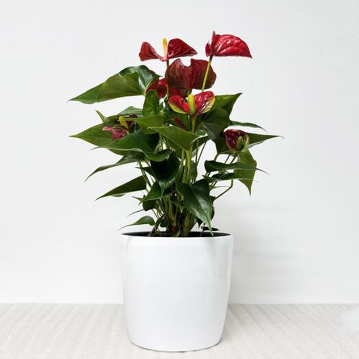 Антуриум красный в белом кашпо с автополивом, высота 45-50 см