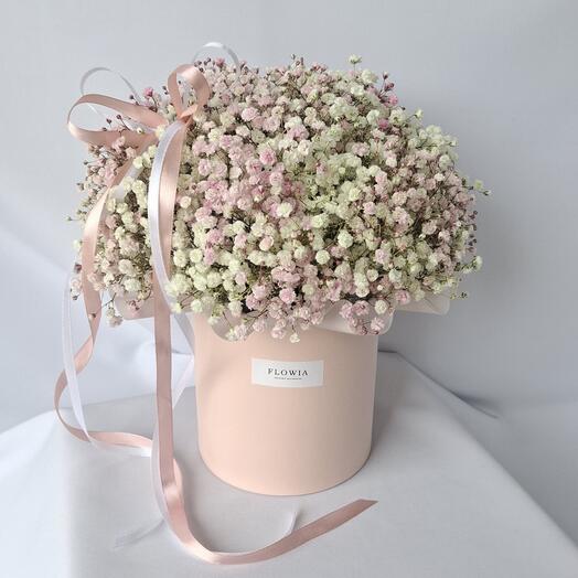 Gypsophila rosa en una Caja