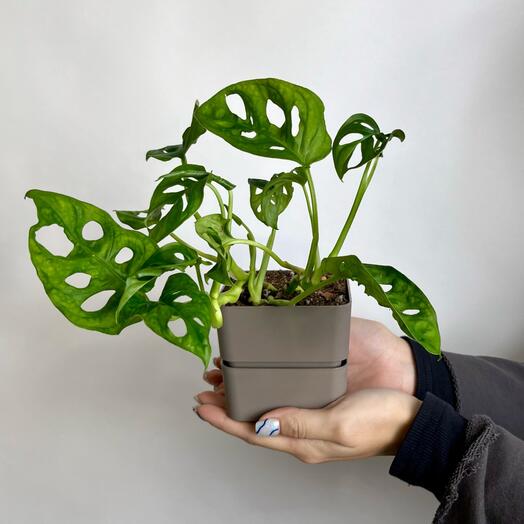 Комнатное растение живое, Монстера Манки лиф в пластиковом горшочке, 20 см